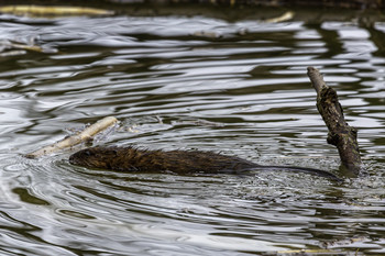 Muskrat swimming / This muskrat was swimming across the pond to get some more food