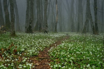 Spring Forest / ***