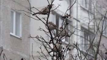 Der Frühling kommt ... / ***