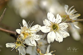 Blackthorn blossoms / Schwardornblüten im Frühling