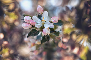 Blühende ... / Flowering...