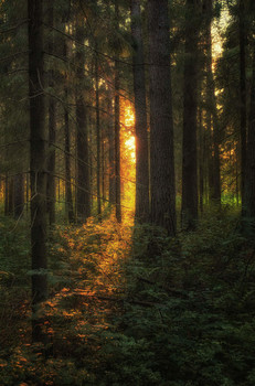 Im Wald / ***