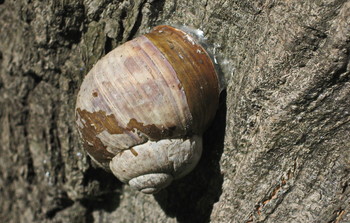 Schnecke auf der Piste / ***
