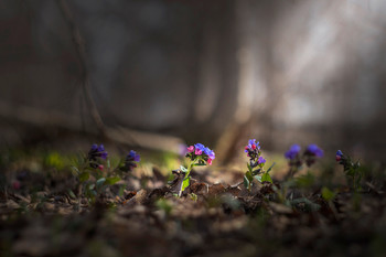 Die ersten Blüten / ***