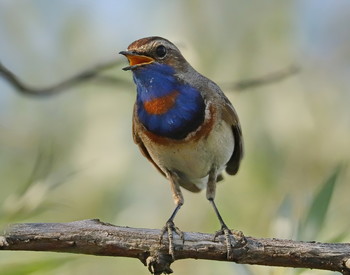 Blaukehlchen / ***