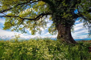 Eiche im April / Kerbel