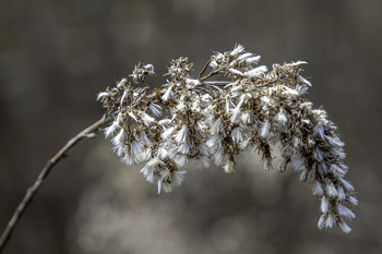 Beautiful Weed Head / This beautiful weed head captured my attention with its delicate beauty