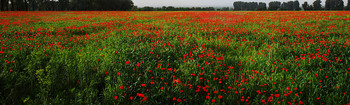 Mohn / ***