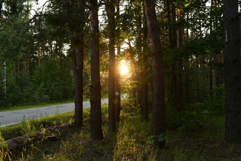 Evening forest / ***