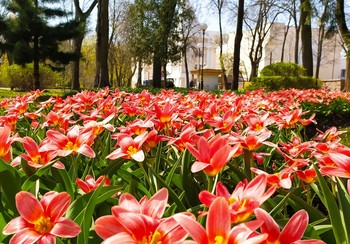 Der Frühling kommt / ***