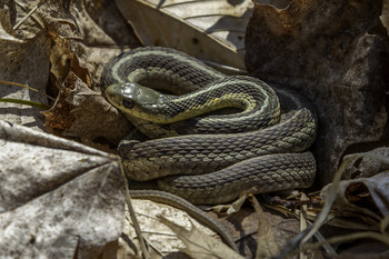 Garter Snake / This small Garter snake was quite content to let me take its picture