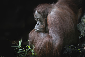 Nachdenklich.... / Orang Utan - Allwetterzoo Münster -