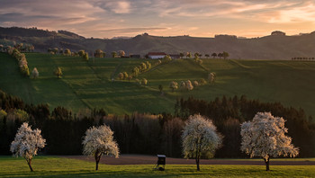 Most4tel / zur Baumblüte