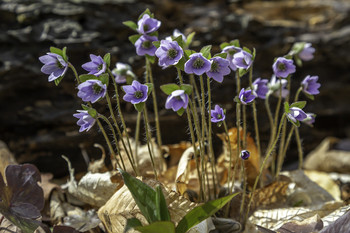 Tiny Wild Flower / These beautiful yet tiny wild flowers were growing in the forest