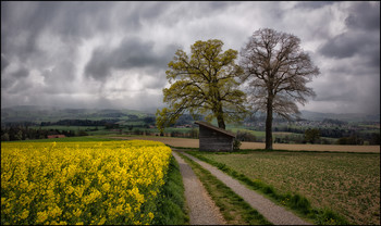 Frühlingsregen / Rapsfeld