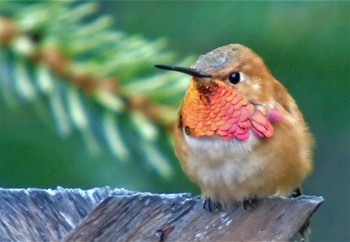 Top Gun Tommy / Humming bird