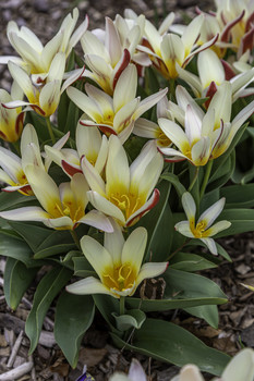 Beautiful Tulips / These small beautiful tulips were brilliant with color