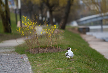 SEAGULL / ***