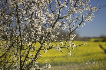 Da komme ich her... / Schwarzdorn vor einem Rapsfeld