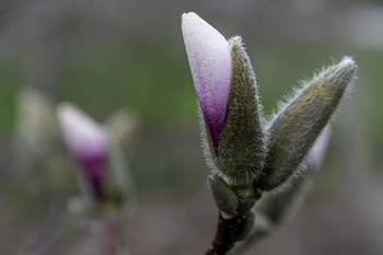 Magnolia Bud / This magnolia tree was in bud and starting to bloom