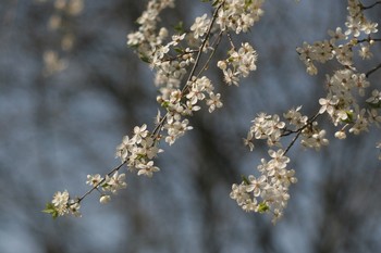 Frühling / ***