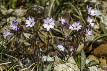 Pretty wild flowers / These pretty wild flowers were along the trail in the bush