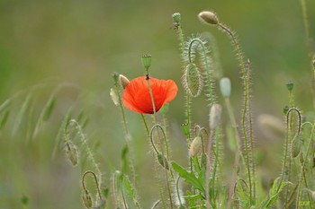 Mohn, Mohn, rote Mohnblumen ... / ***