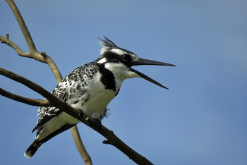 Little Pied Kingfisher / ***