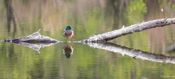 Balanceakt / Stockente reckt und streckt sich