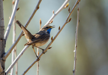 Blaukehlchen / ***