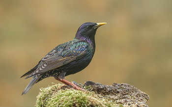 Common starling / ***