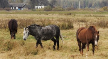 In dem Dorf .. / ***