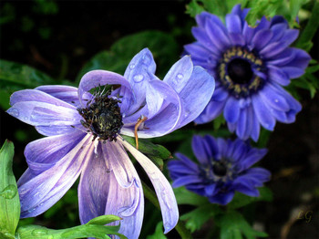 Im Garten / ***