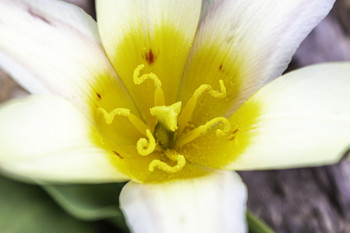 Yellow and White Tulip / This is the center of a yellow and white tulip