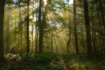 Morgendämmerung / ***