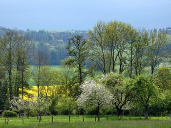 die Farben des Frühlings / die Raps-Blüte bringt Gelb in die Landschaft