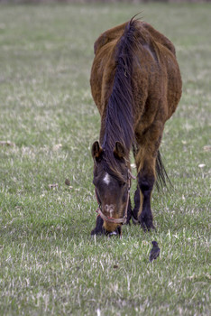 Bird looking at Horse / While this bird was looking at this horse the Horse was thinking &quot;what are you looking at&quot;