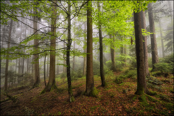 Im Wald / Regen und Nebel