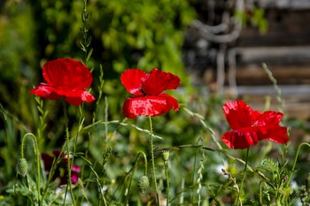 Mohn / ***