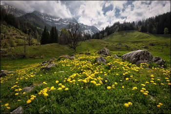 Frühling in den Alpen / ***