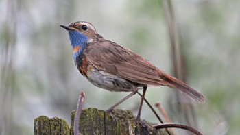 Blaukehlchen / ***