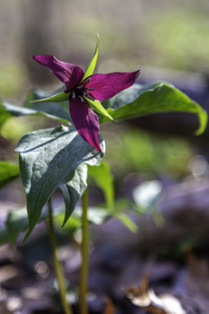 Red Trillium / This red Trillium was one of a few in this spot in the woods