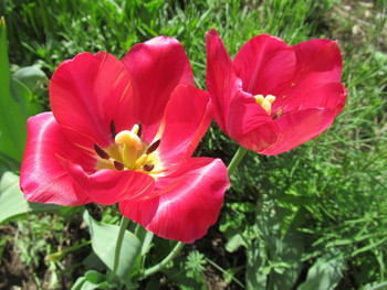 Tulips / ***