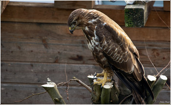 Buzzard / Buzzards are medium-sized birds of prey of the family Habichtartigen. The name was borrowed from the French. Before that the bird was called ahd. musari, mhd. mus-ar, mnd. muser "Mäuseaar" = "Mouse eagle".
Wikipedia