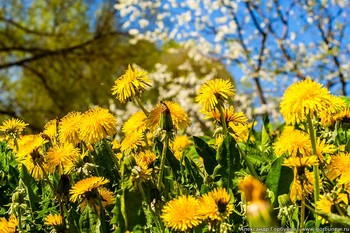 Der Frühling ist in vollem Gange / ***