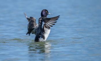 Lesser scaup (male) / ***