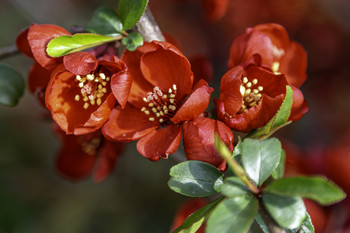 Quince / This quince was full of bright red blooms