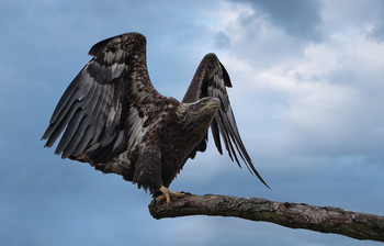 Adler / Anflug auf einen Baum