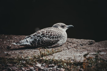 lonely bird / No comments.