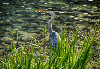 Auf dem See / ***